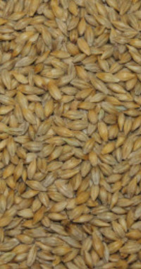 Austenson Feed Barley