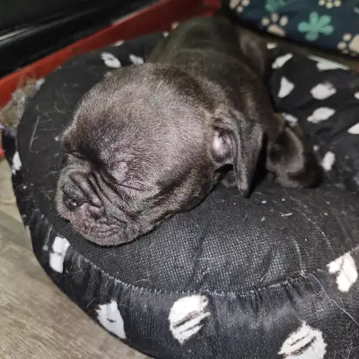 We only have one female available. This precious baby is looking for her forever family. They have b...