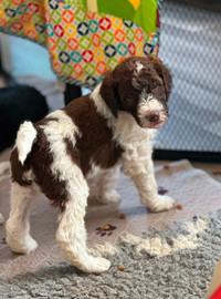 ***Standard Poodle Puppies DOB: March 17, 2024