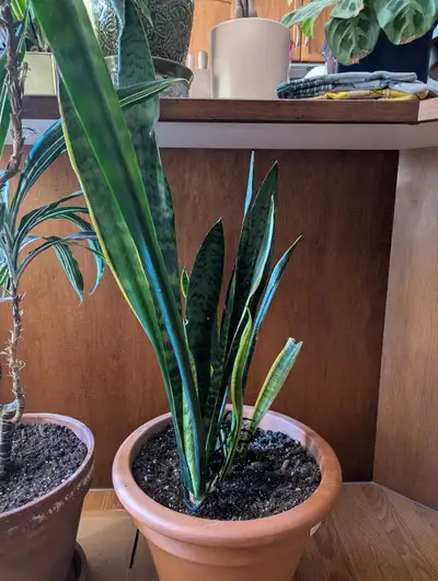 Large snake plant for sale. Pot included. $50 cash or best offer. For pickup in SE near McKenzie Tow...