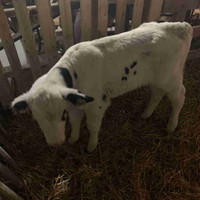Holstein bull  bottle calve