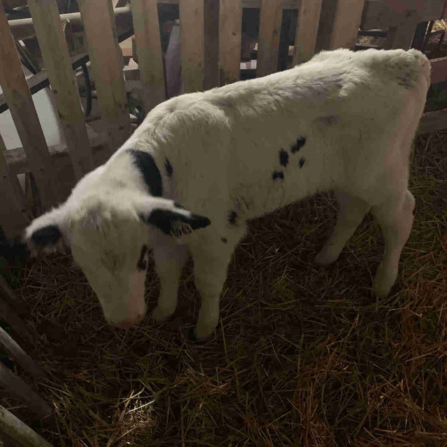 Holstein bull  bottle calve in Livestock in Ottawa