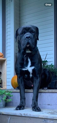 Italian mastiff ( Danif pups) 