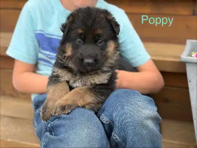 beautiful Purebred German Shepherd puppies, View more