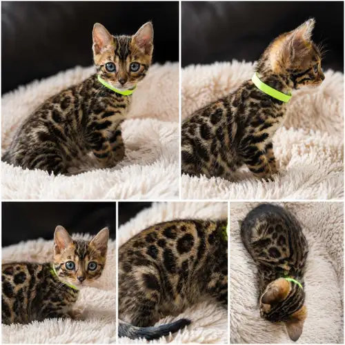 Purebred Bengal Kittens – Ready for Their New Homes! We have a beautiful litter of purebred Bengal k...