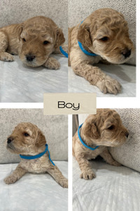 Moyen Poodle Puppies - only 2 of them available