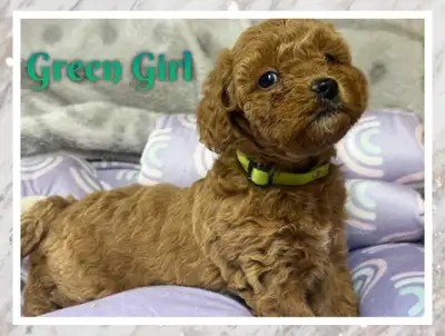 miniature poodles puppies, View more