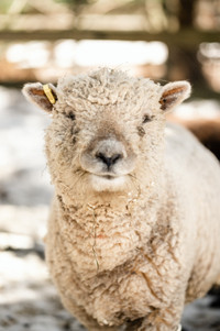 Registered Babydoll Sheep