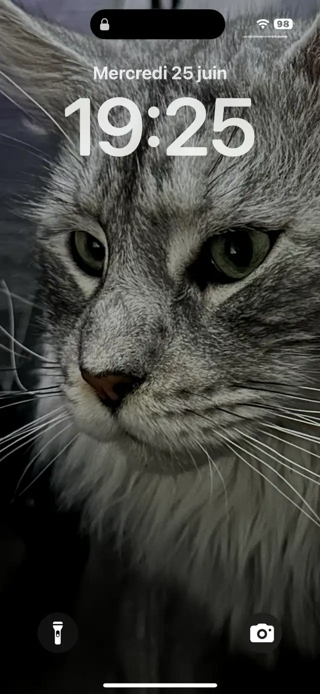 Maine Coon enregistrés mâles et femelles in Cats & Kittens for Rehoming in Drummondville - Image 6