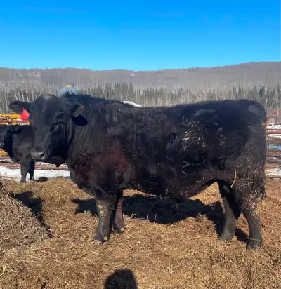 Black Angus Bull, View more