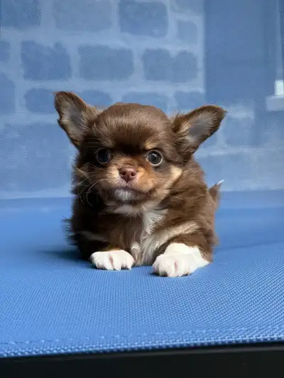 Petit mâle chihuahua enregistré au club canin canadien. Vous désirez avoir un chien d’une beautée ex...