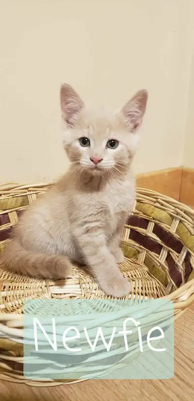 Kittens, View more