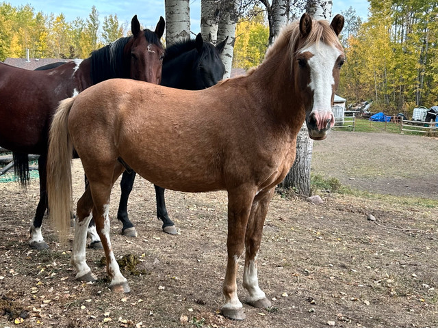 4 year old gelding - Pending Pick up in Horses & Ponies for Rehoming in St. Albert - Image 2