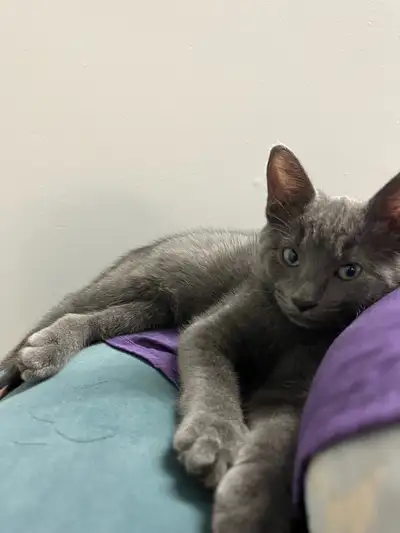 kitten for rehoming, View more