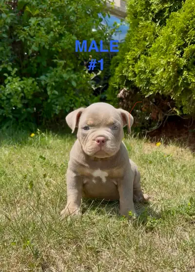 American Bulldog Puppies , View more