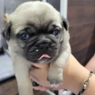 bebes  pugs (en attente), View more