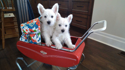Only two sweet westie sisters left! 