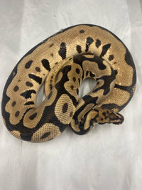Ball Pythons available! Update 