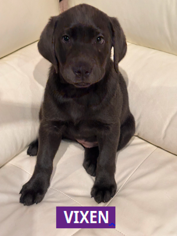 Purebred Labrador Retriever Puppies in Dogs & Puppies for Rehoming in Kitchener / Waterloo