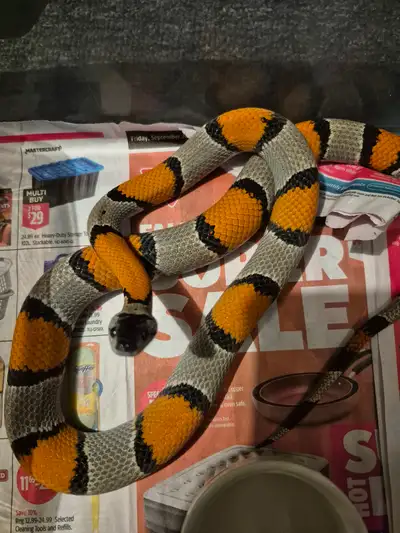 Gray Banded Kingsnakes, View more