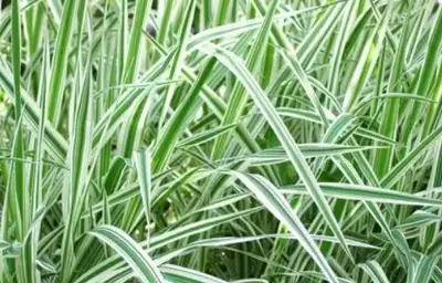 Variegated Feather Reed Grasses, View more