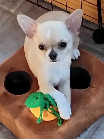 chihuahuas mâles pure race CKC, View more