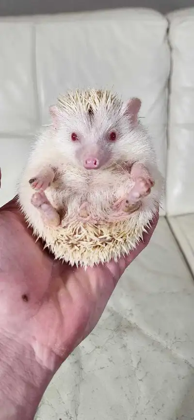 Hedgehog Babies, View more