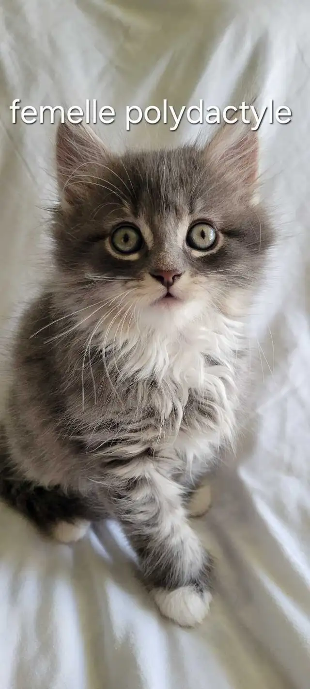 Adorable kittens for sale