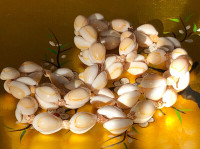 Vintage Cowrie Shell Necklace in Excellent Condition