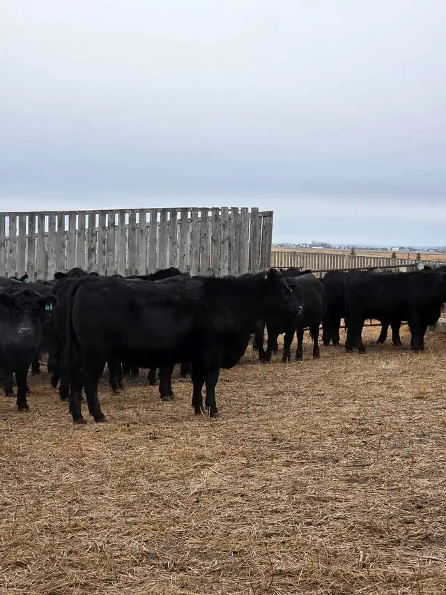 Fancy Black Angus Bred Heifers in Livestock in Saskatoon - Image 4