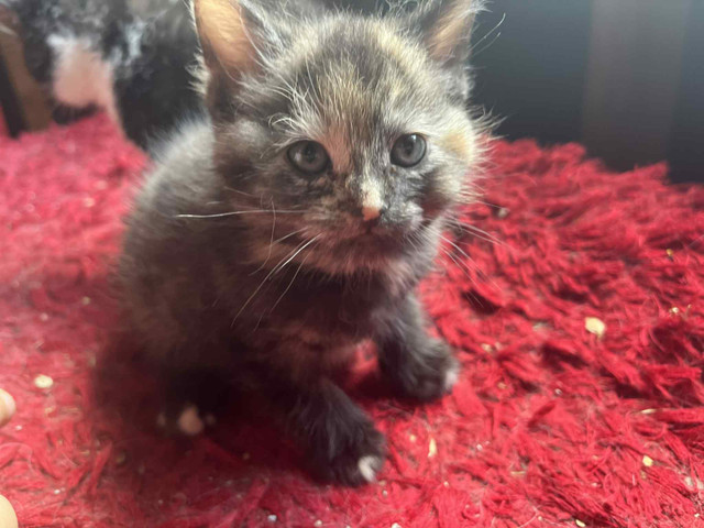 Reste 3 sur 7 chatons a vendre 25$ chacun dans Chats et chatons à adopter  à Victoriaville