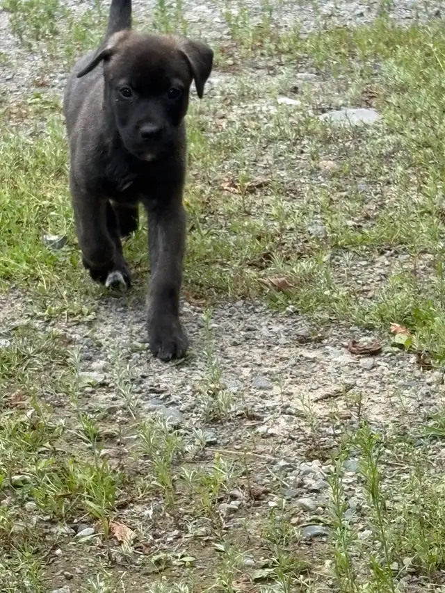 Puppies for sale in Dogs & Puppies for Rehoming in Sudbury - Image 8