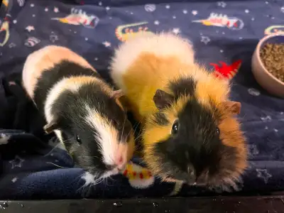 2 female guinea pigs looking for a new home, View more