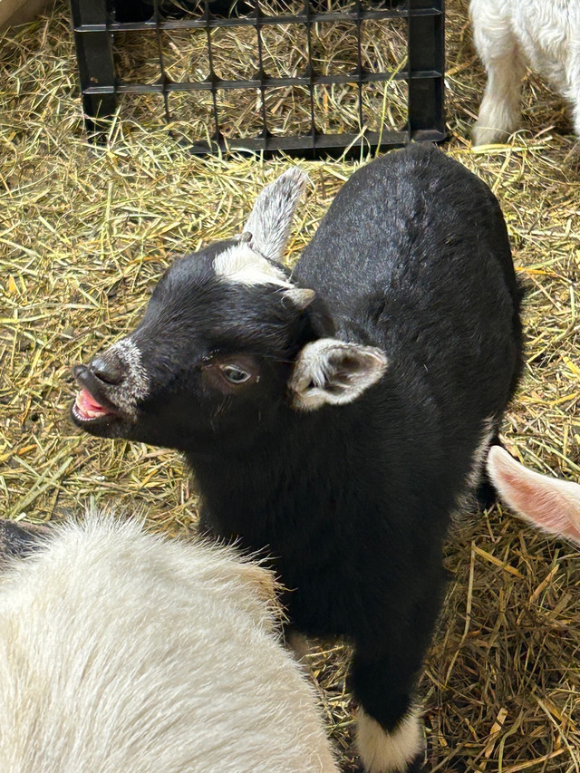 Nigerian Dwarf goats for rehoming  in Livestock in Calgary - Image 4