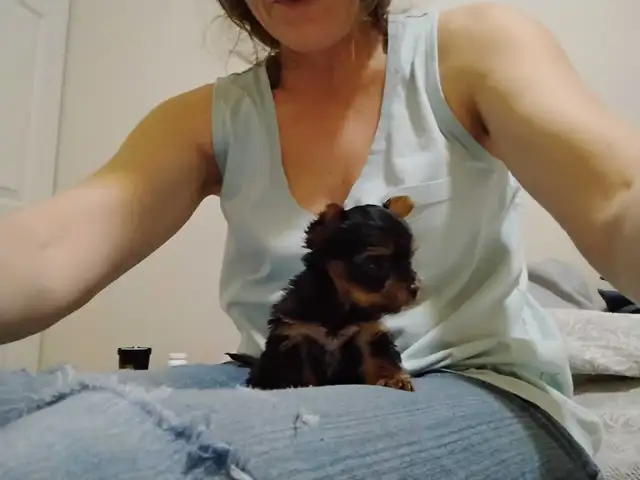 Yorkshire Terrier miniatures in Dogs & Puppies for Rehoming in Gatineau - Image 5