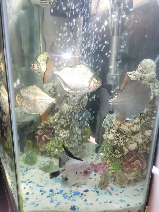 fish with tank in Fish for Rehoming in Napanee - Image 5