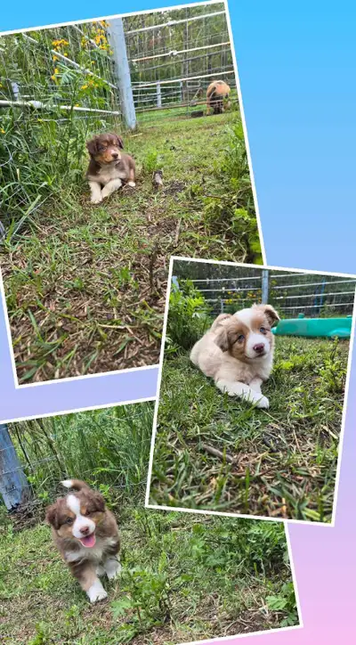 Pure bred Australian Shepherd Puppies, View more