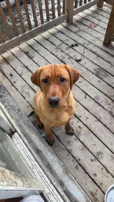 Rehoming pure bread lab pup 8 months old, View more