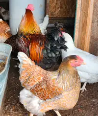 Red Blue Laced Wyandotte Hatching Eggs
