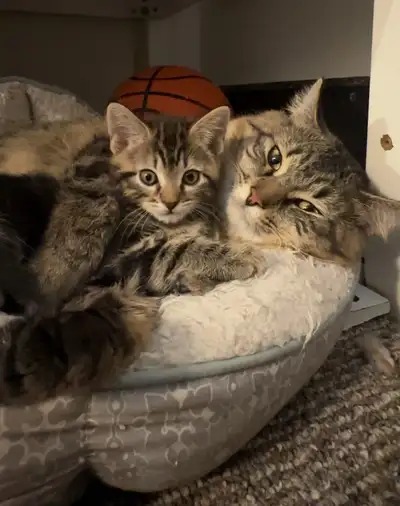  Kitten Siberian x Russian Blue Hypoallergenic Kitten, View more