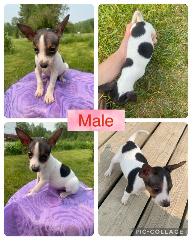 Miniature pinscher mix with Jack russel puppy Dogs & Puppies for