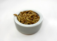 Mealworms and Superworms