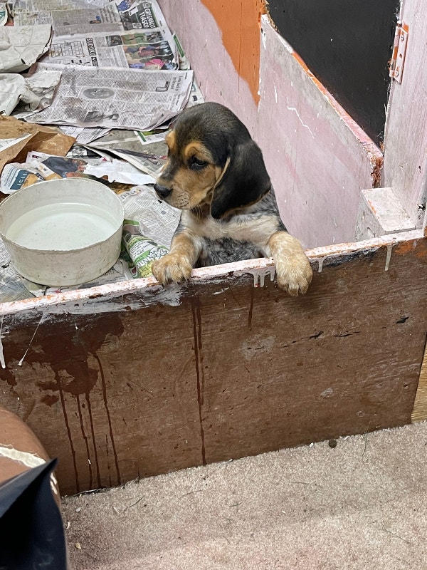 Pure bred beagle puppies for sale Dogs & Puppies for Rehoming