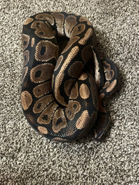 3 year old ball python 