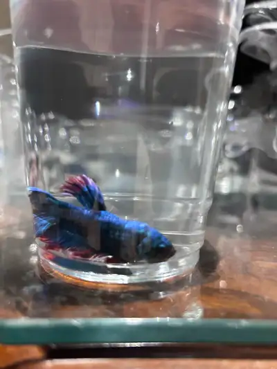 Message for more info