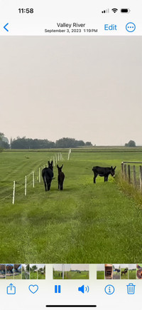 Electric fence Complete system