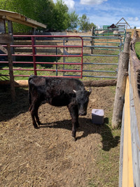 Texas Longhorn heifer calf 