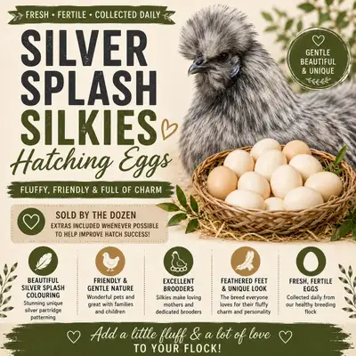Silver Splash Silkie Hatching Eggs, View more