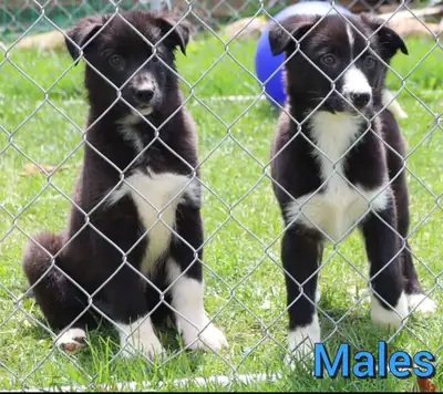 Australian Shepherd X Golden Retreiver Pups Available, View more