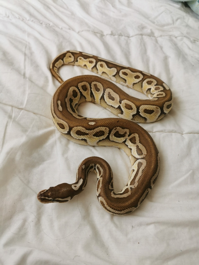Male ball python HRA butter in Reptiles & Amphibians for Rehoming in City of Montréal